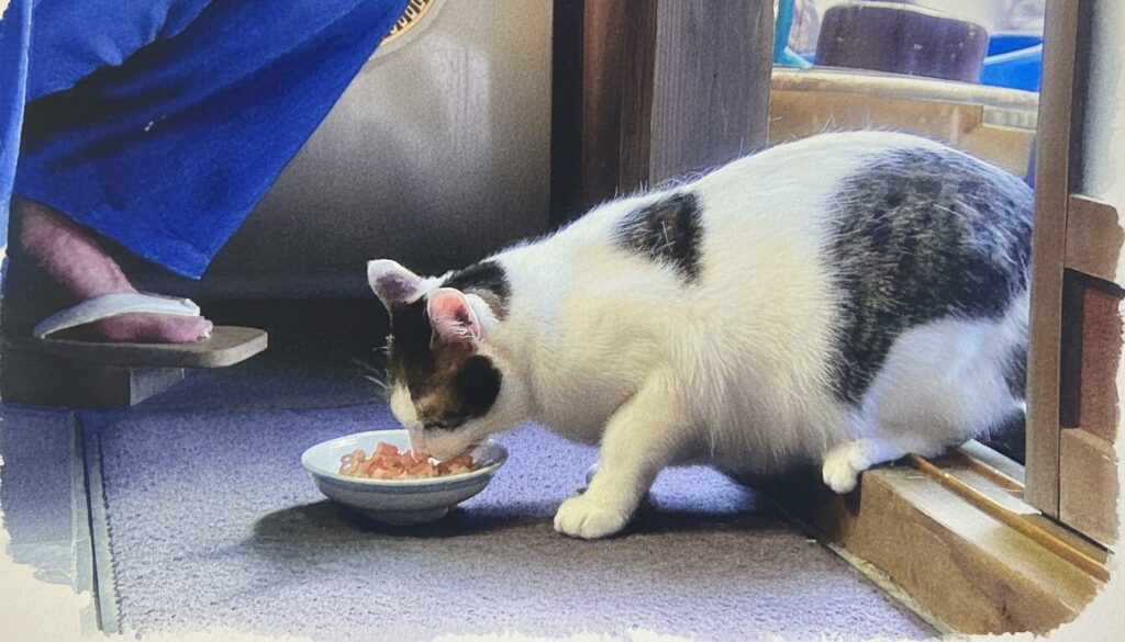 鰹節ご飯が持つ孤独と癒しの意味