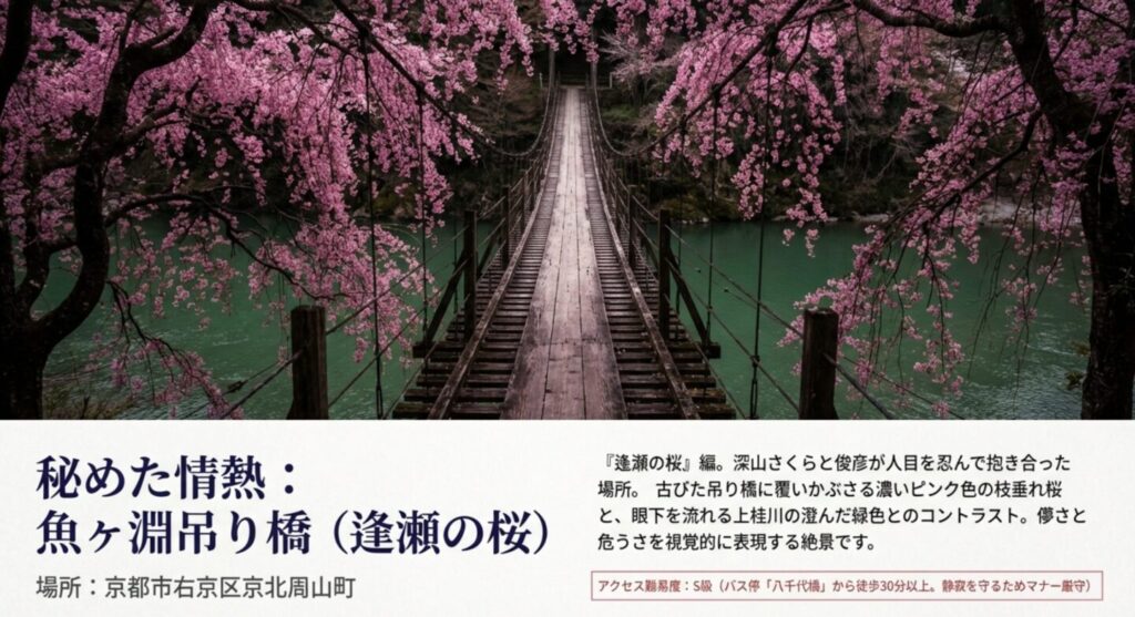 伝説の逢瀬の桜と魚ヶ淵吊り橋