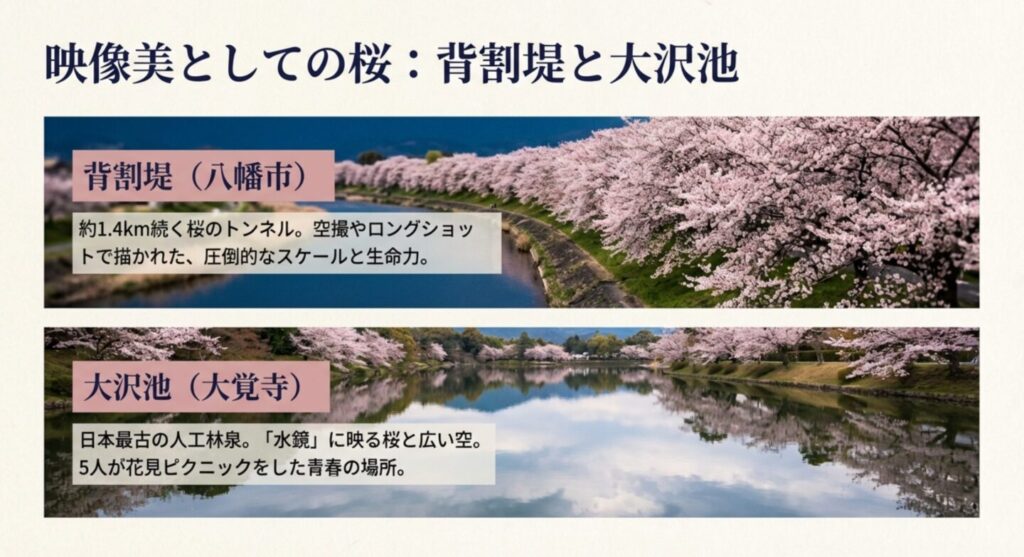 背割堤の桜並木と映像美