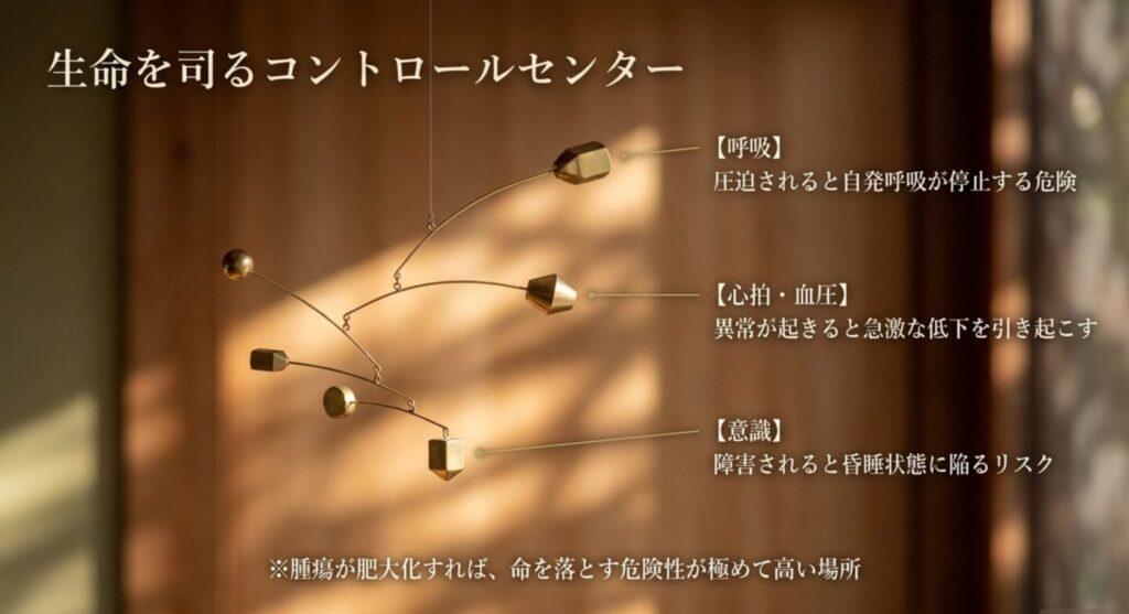 脳幹部とはどんな器官なのか？